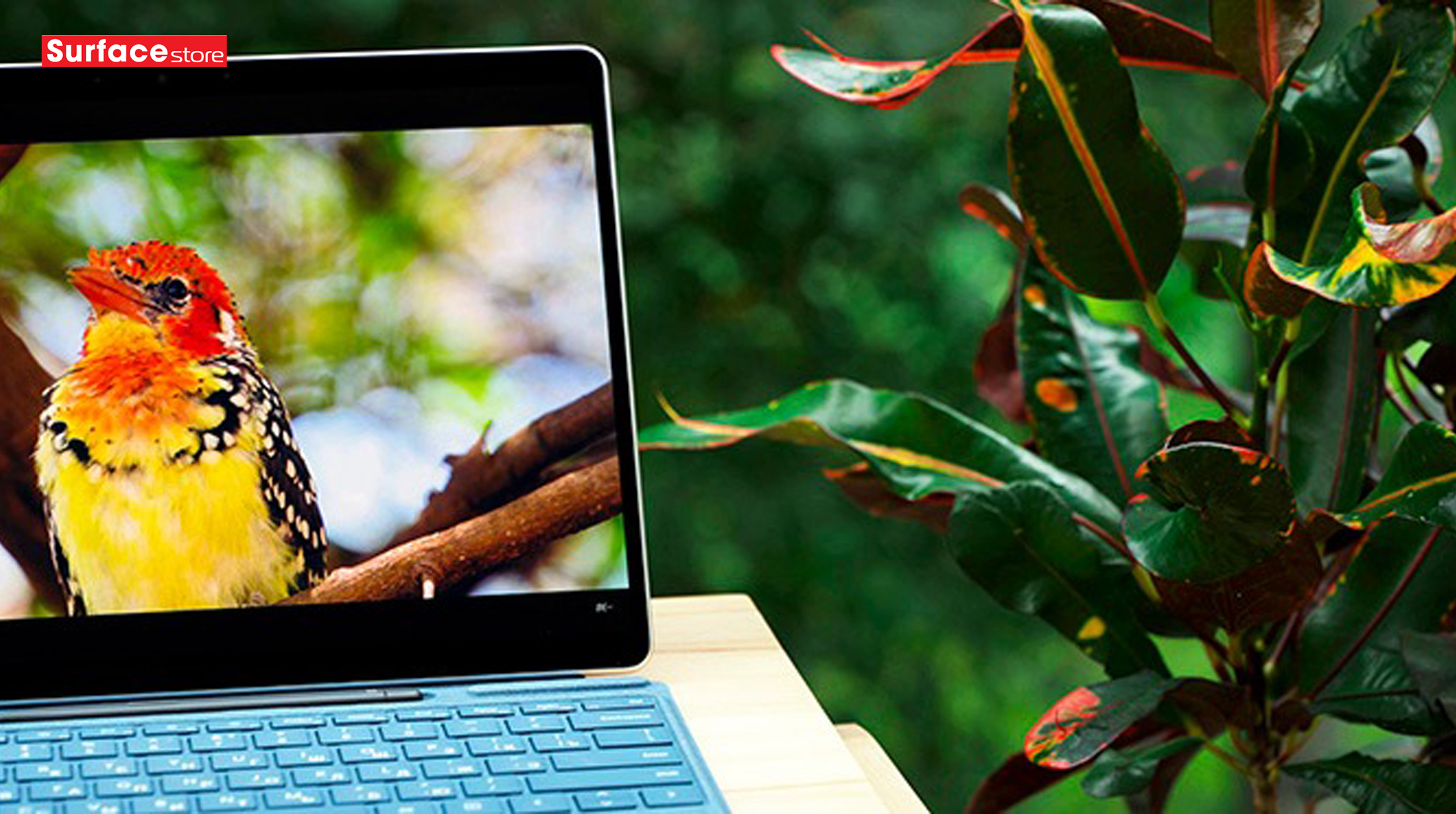 Nên mua Surface Pro 11 Copilot+ PC hay Surface Pro 10 để phục vụ doanh nghiệp?